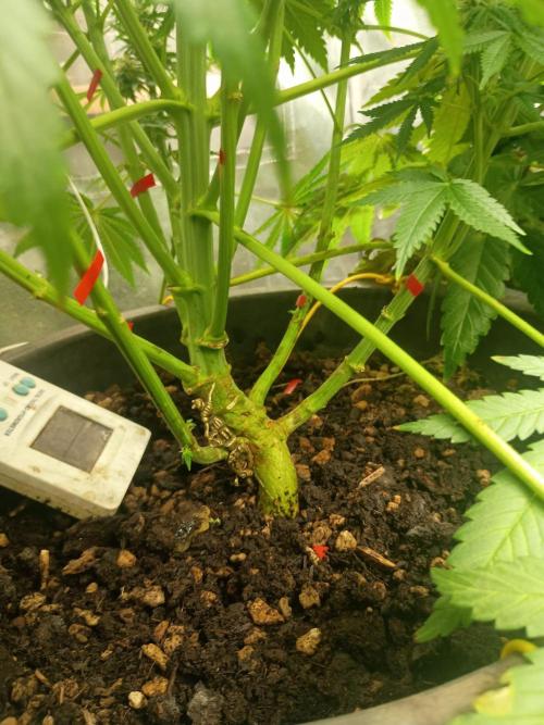 cream caramel. Week 9 - 16.11