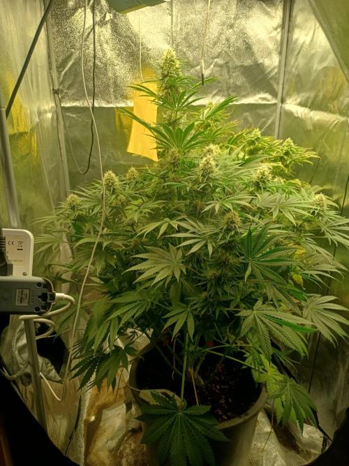 cream caramel. Week 9