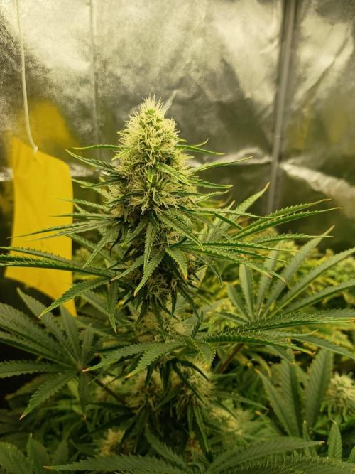 cream caramel. Week 9