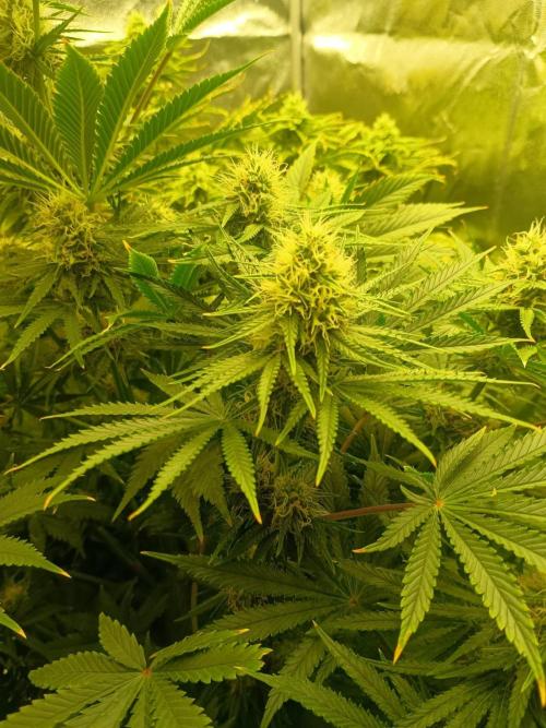 cream caramel. Week 9