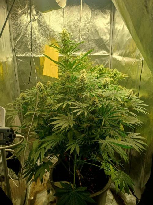 cream caramel. Week 9