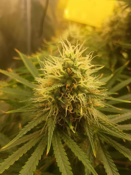 cream caramel. Week 10 - 24.11