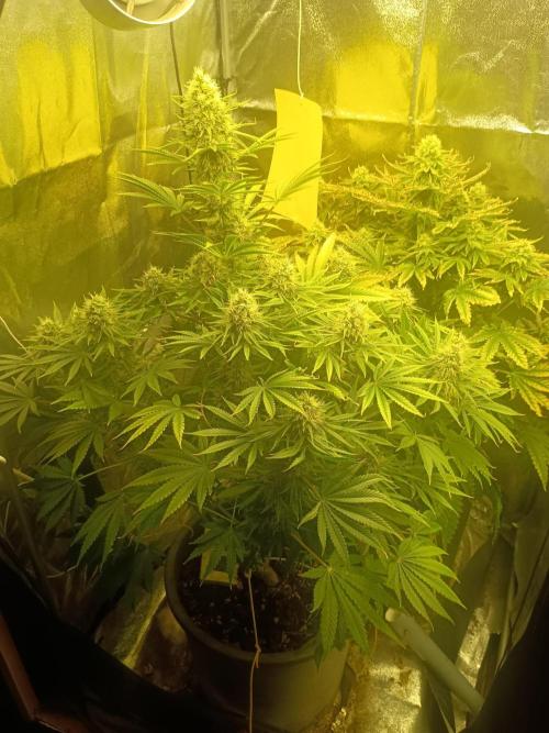 cream caramel. Week 10