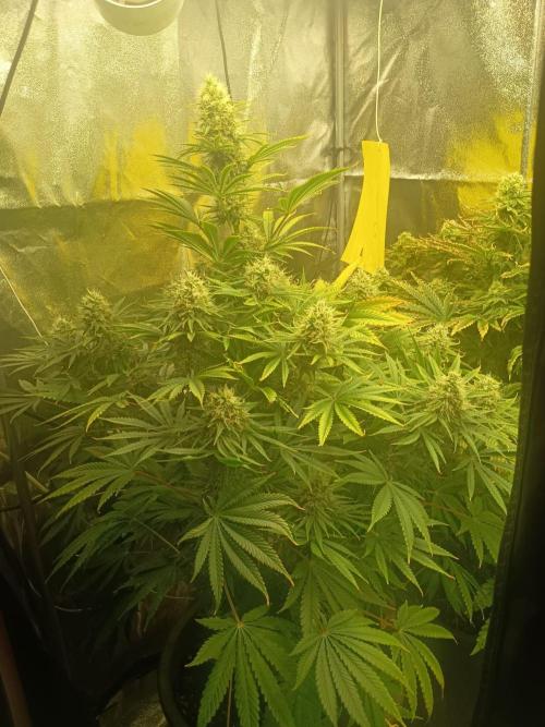 cream caramel. Week 10