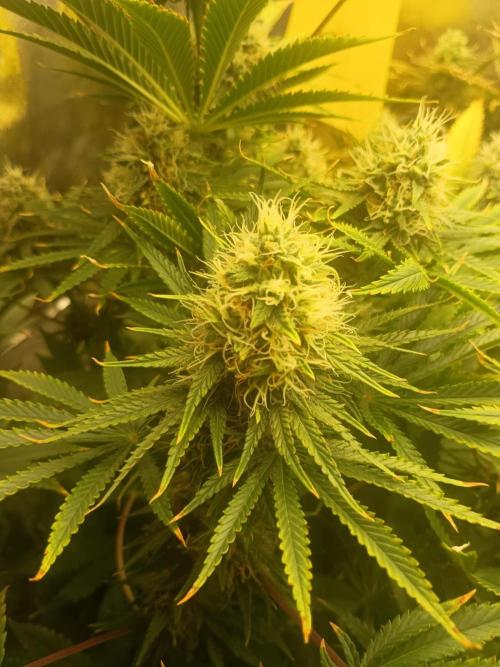 cream caramel. Week 10