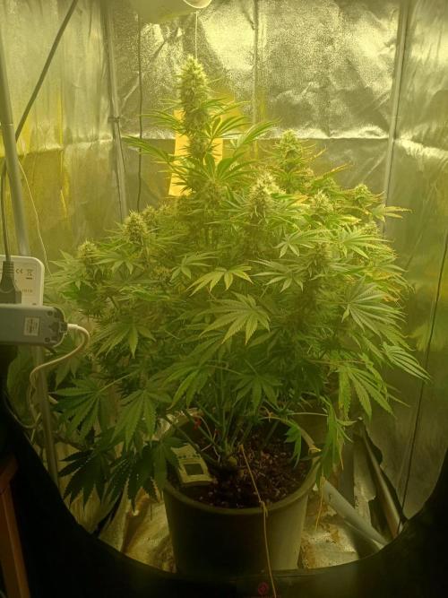 rainbow f1. Week 10 - 24.11