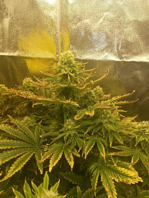 rainbow f1. Week 10