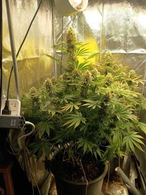 cream caramel. Week 11