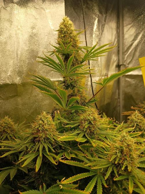 cream caramel. Week 11