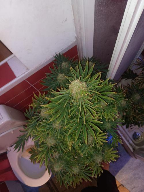 cream caramel. Week 11