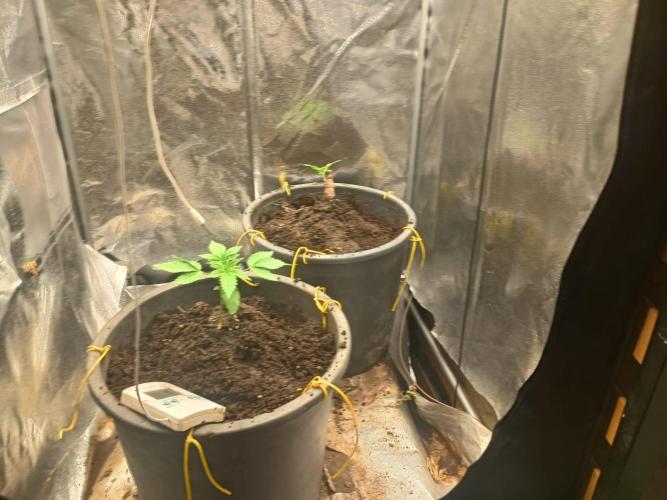 mobydick. Week 3 - 16.12