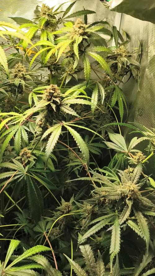 Advanced Nutrients Full Line + Autos
