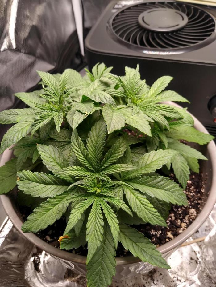 Dude Magic Gardening . Week 3 - Very bushy