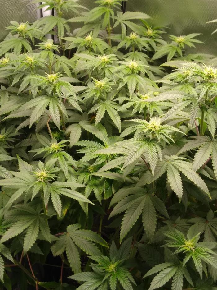 Dude Magic Gardening . Week 4