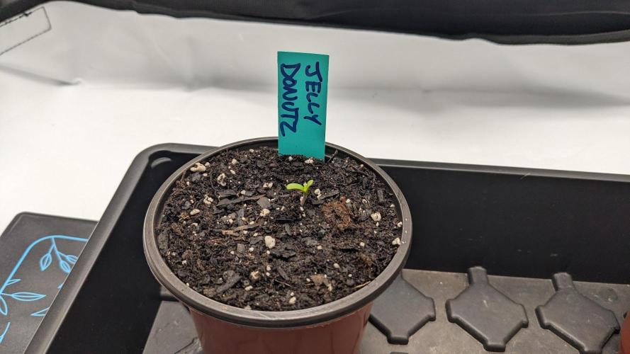 Humboldt Photos. Week 0