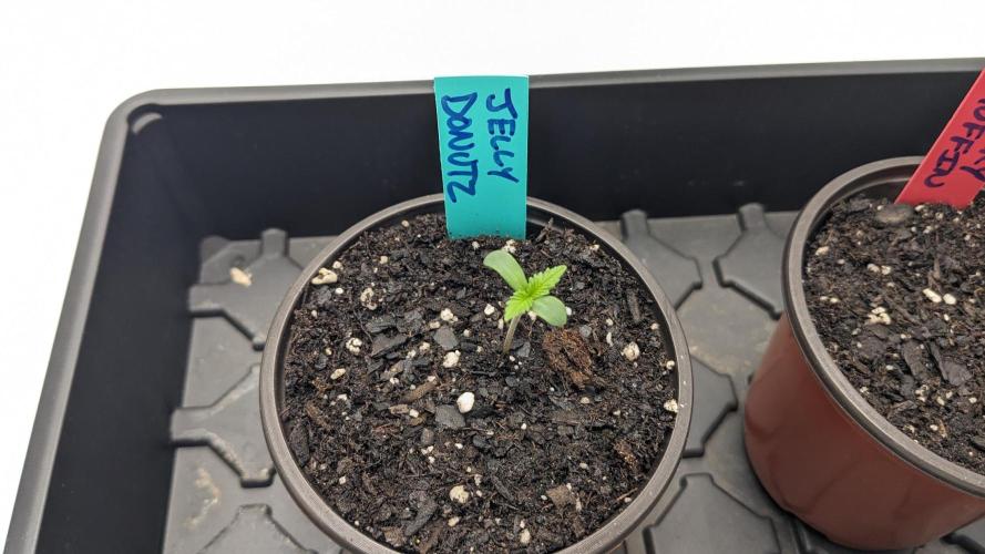 Humboldt Photos. Week 1