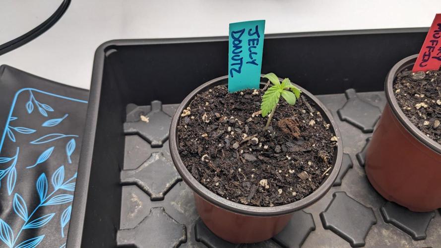 Humboldt Photos. Week 2