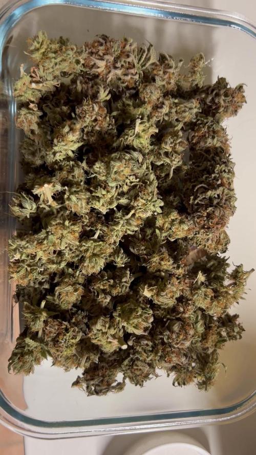 Strawberry banana Auto/Royal Queen Seeds Mimosa auto
