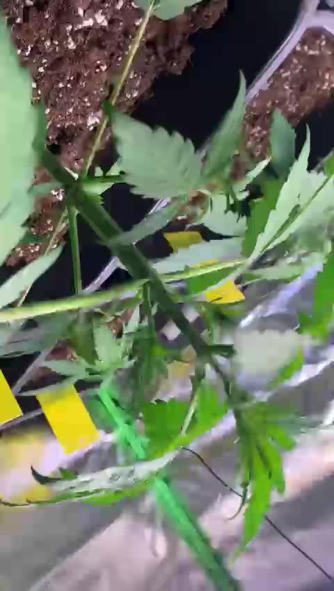 3x420 fast buds banana purple punch 1x royal Queen Seeds Weeding cake auto