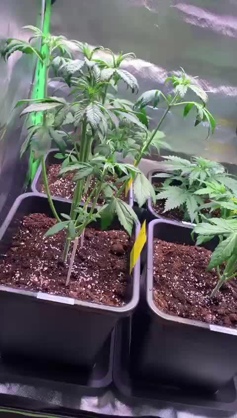 3x420 fast buds banana purple punch 1x royal Queen Seeds Weeding cake auto