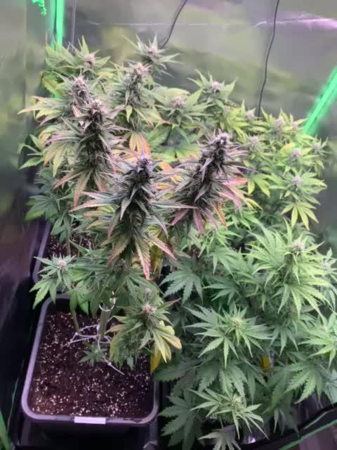 3x420 fast buds banana purple punch 1x royal Queen Seeds Weeding cake auto