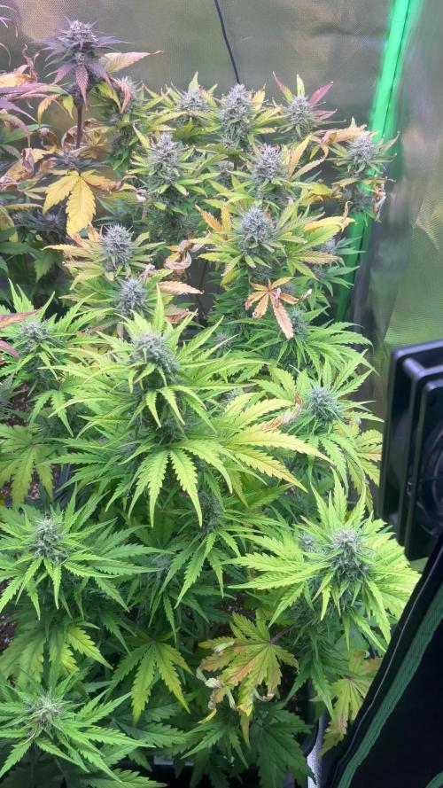 3x420 fast buds banana purple punch 1x royal Queen Seeds Weeding cake auto