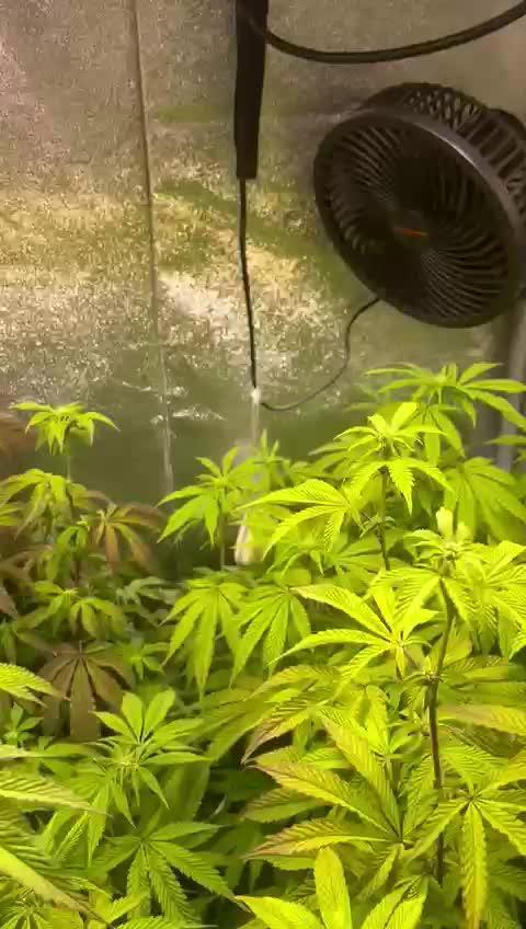 Projekt1&Radical Juice 1 Ripper Seeds Cu