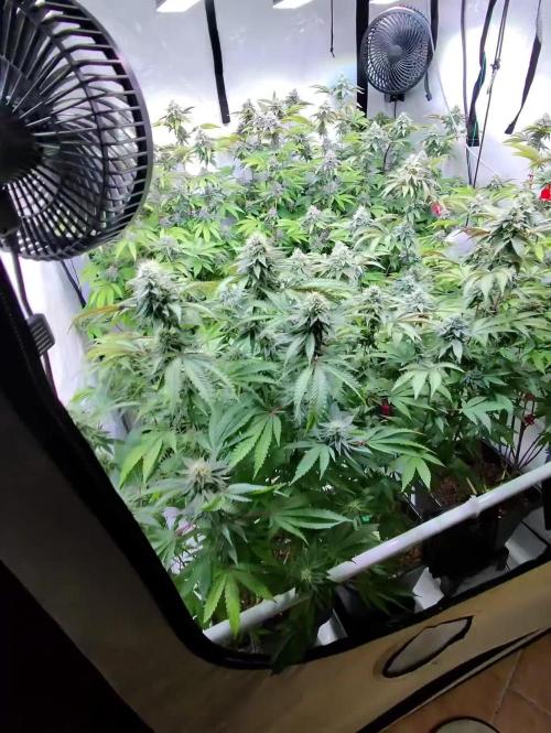 Radical Juice 1&2 Ripper Seeds Cut