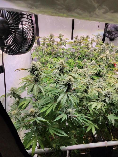 Radical Juice 1&2 Ripper Seeds Cut. Week 12