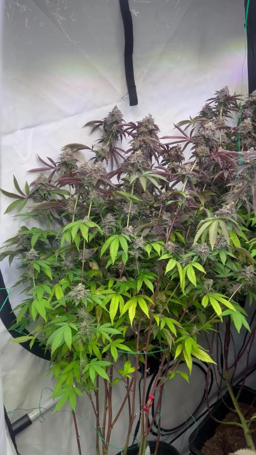 Radical Juice 1&2 Ripper Seeds Cut