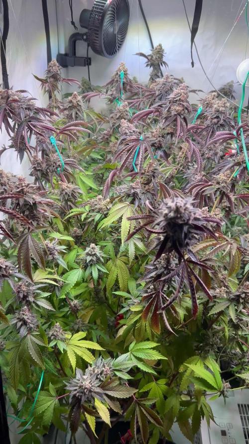 Radical Juice 1&2 Ripper Seeds Cut