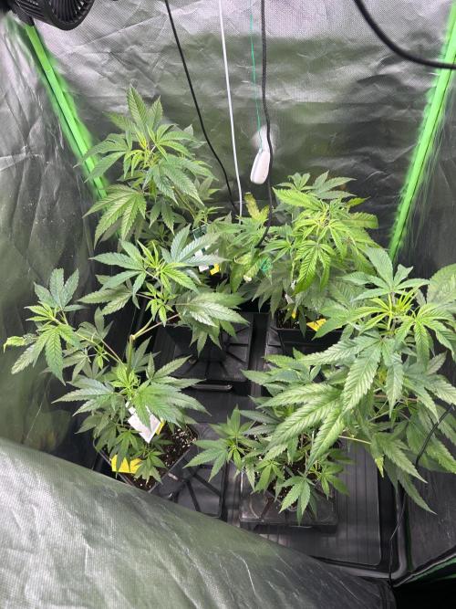 Bubba Kush Humboldt Seeds. Week 5