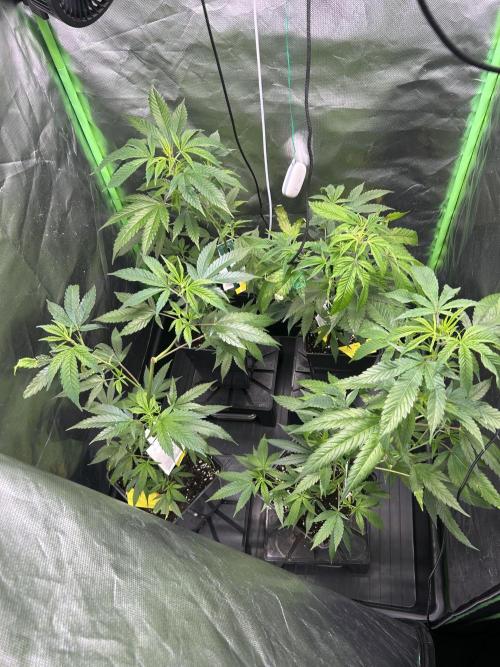 Bubba Kush Humboldt Seeds. Week 5