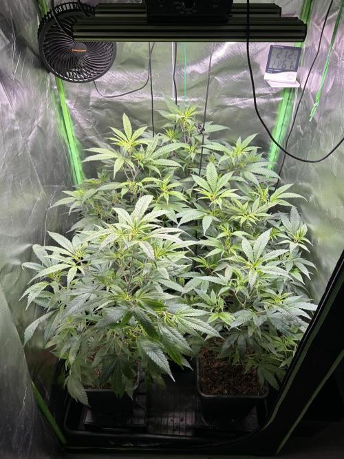 Bubba Kush Humboldt Seeds. Week 6