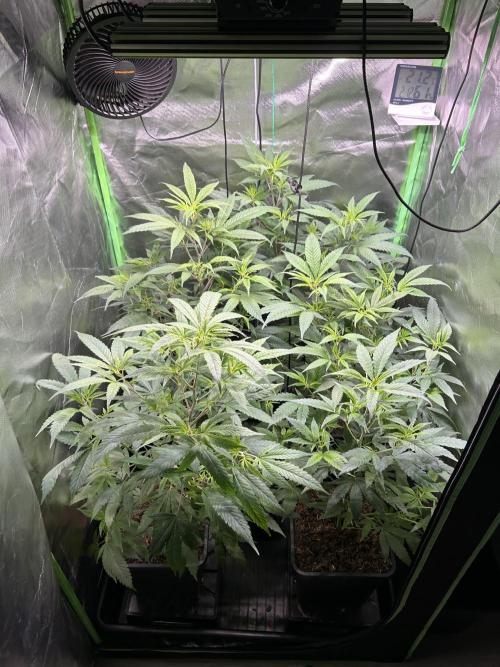 Bubba Kush Humboldt Seeds. Week 6