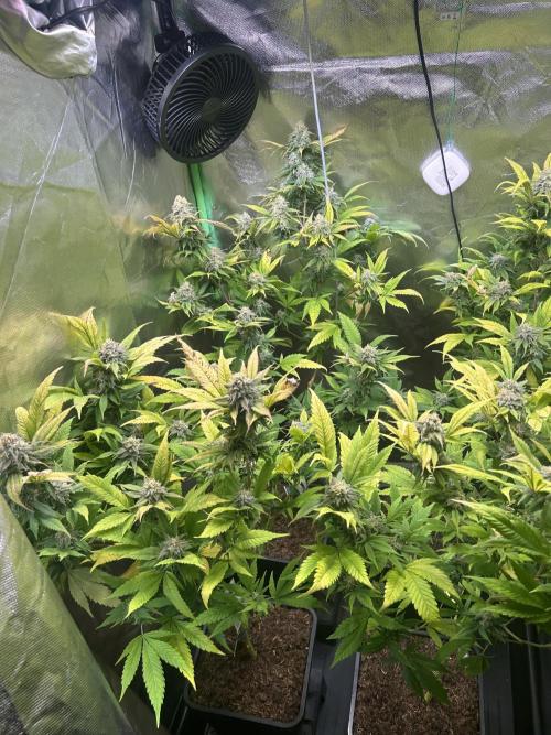 Bubba Kush Humboldt Seeds. Week 12