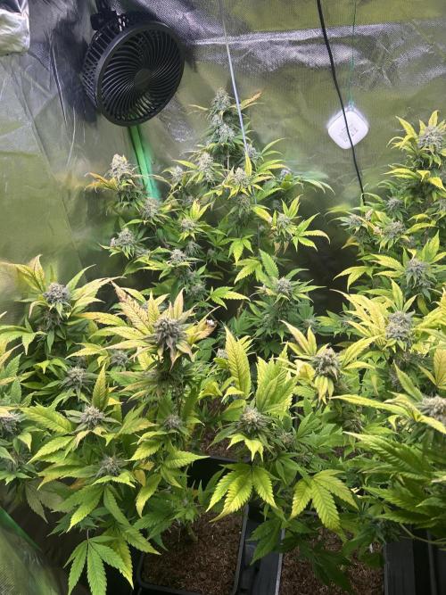 Bubba Kush Humboldt Seeds. Week 12