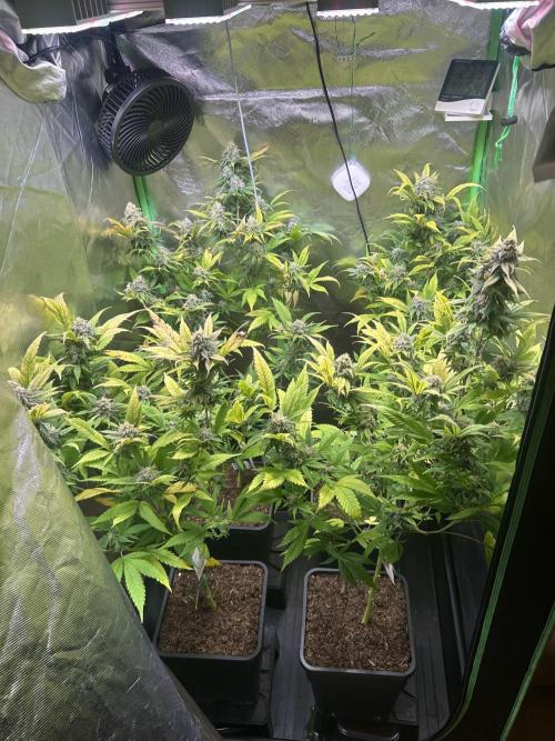 Bubba Kush Humboldt Seeds. Week 12