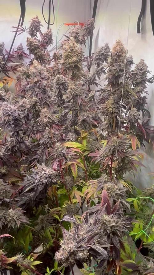 Radical Juice 1&2 Ripper Seeds Cut