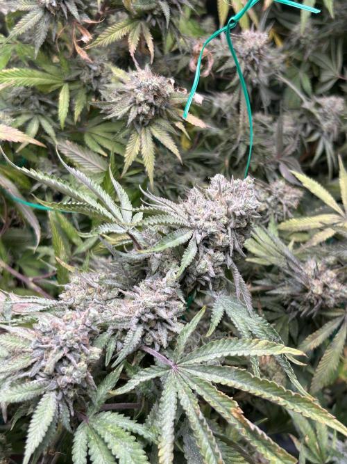 Blue Zushi Cut. Week 15