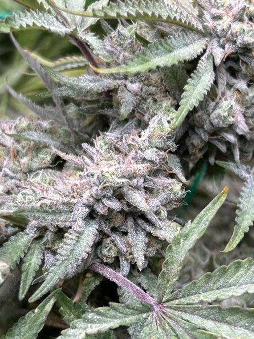 Blue Zushi Cut. Week 15