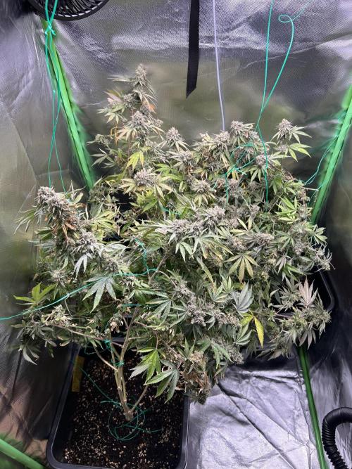 Blue Zushi Cut. Week 15