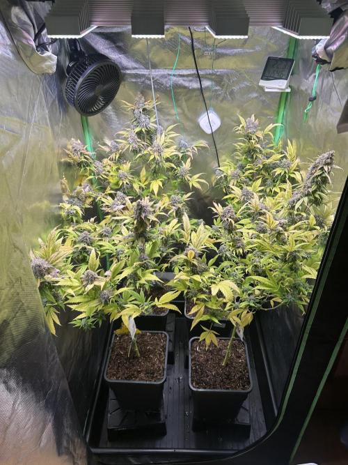 Bubba Kush Humboldt Seeds. Week 13