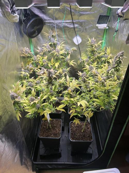 Bubba Kush Humboldt Seeds. Week 13