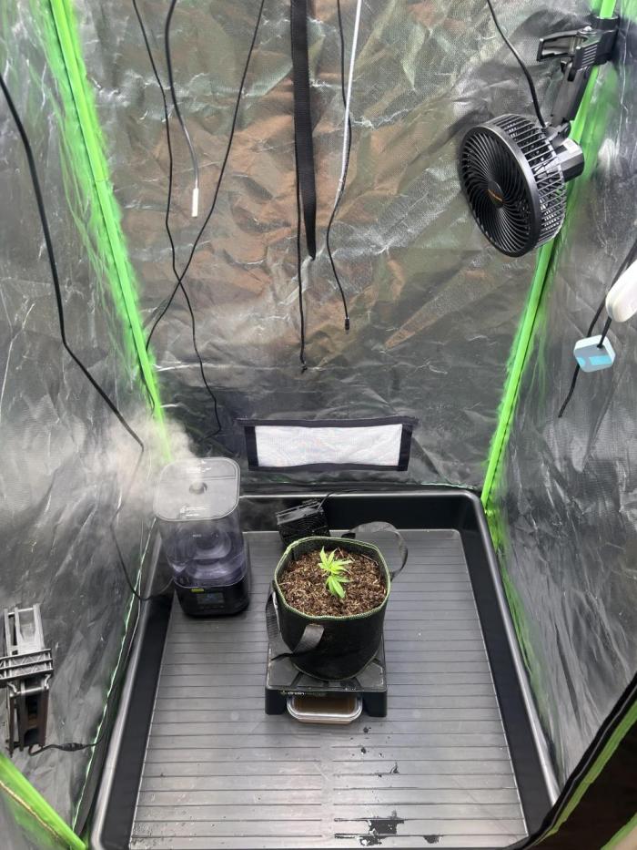 Super Boof Cherry. Week 1
