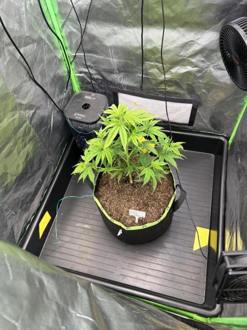 Super Boof Cherry. Week 3