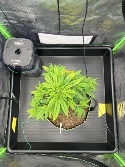 Super Boof Cherry. Week 3