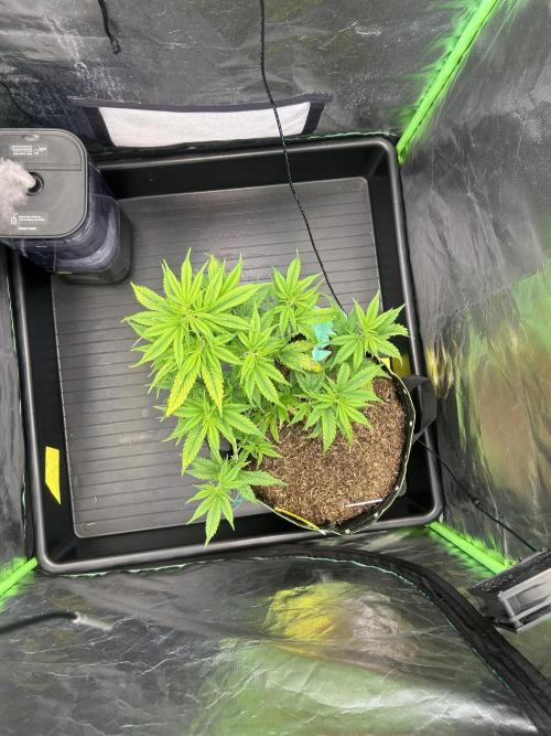 iFresh 4-Inch Inline Duct Fan. Week 4