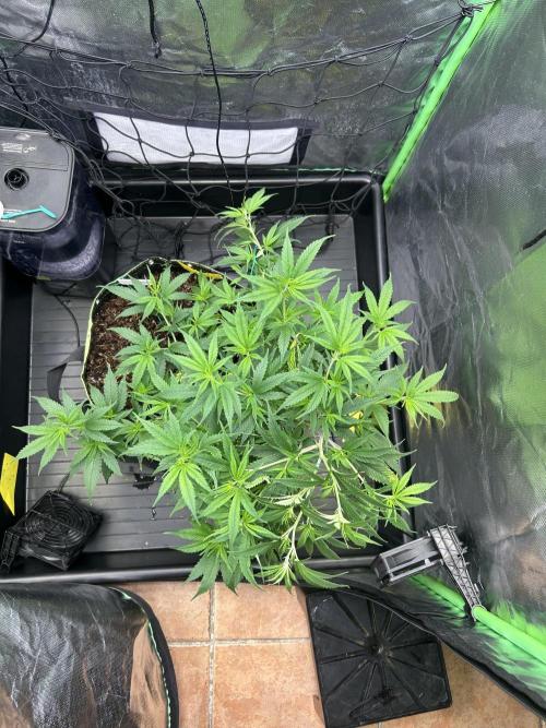 Super Boof Cherry. Week 5