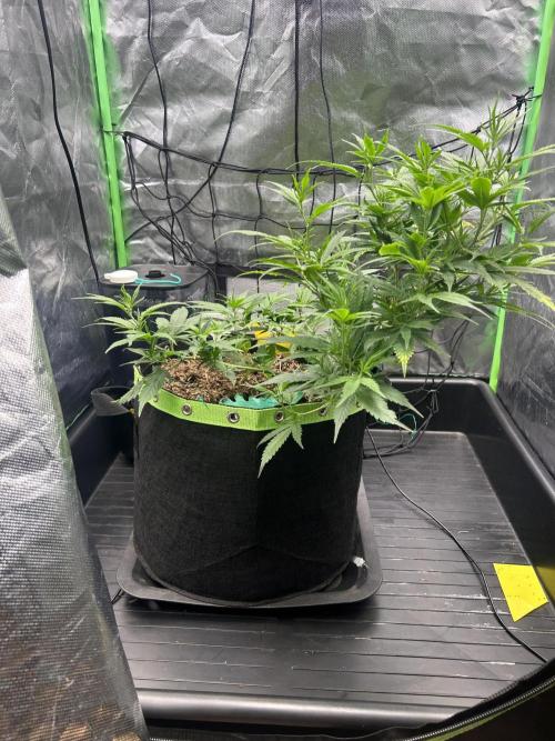 Super Boof Cherry. Week 5